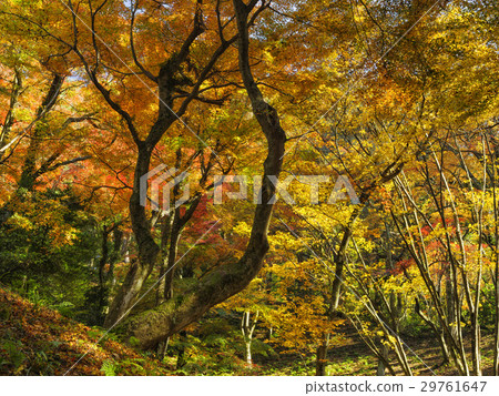 Forest of autumn leaves (Toyama Prefecture) Forest of autumn leaves (Toyama Prefecture) 29761647