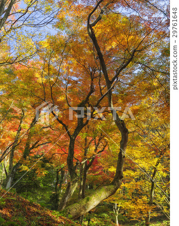 Forest of autumn leaves (Toyama Prefecture) Forest of autumn leaves (Toyama Prefecture) 29761648