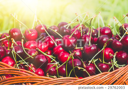 Ripe red organic sweet cherry in the garden 29762003
