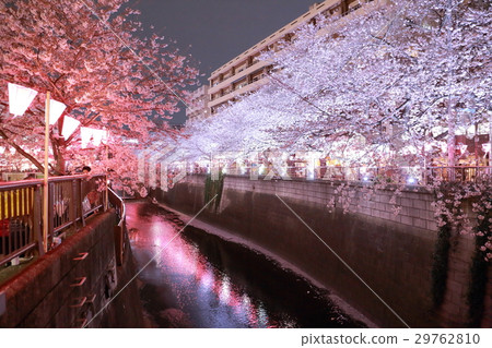 Cherry blossoms at night on Meguro River Cherry blossoms at night on Meguro River 29762810