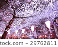 Cherry blossoms at night on Meguro River 29762811