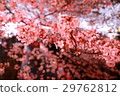 Cherry blossoms at night on Meguro River 29762812