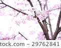 Cherry Blossoms	 29762841