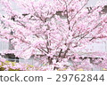Cherry Blossoms	 29762844