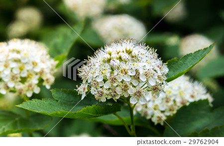 Puzyreplodnik kalinolistny, Physocarpus Puzyreplodnik kalinolistny, Physocarpus 29762904