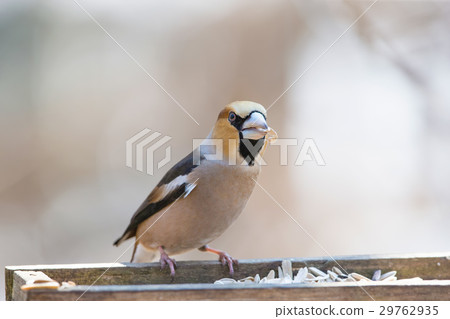 希姆·霍芬奇 29762935