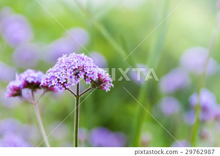 Purple verbena flowers Purple verbena flowers 29762987