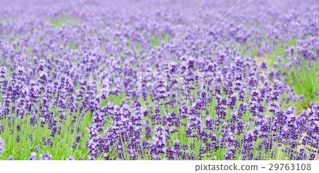 Close up lavender flower field in summer 29763108