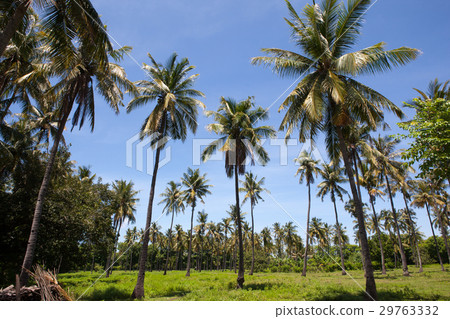 圖庫照片: coconut palm trees farm on the island of gili