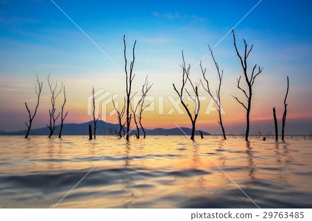 Dead trees in the water, spring at the lake Dead trees in the water, spring at the lake 29763485