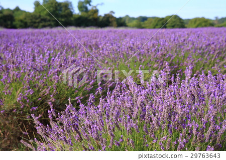 Lavender field in UK / Lavender field in United Kingdom Lavender field in UK / Lavender field in United Kingdom 29763643