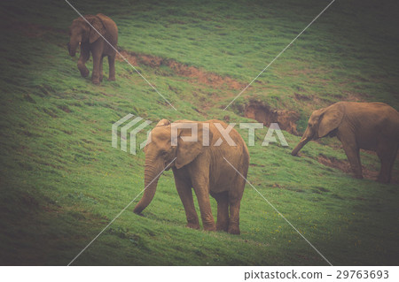 Wildlife Elephants family in safari in Africa Wildlife Elephants family in safari in Africa 29763693