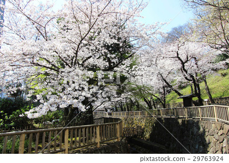 無聲水上公園的櫻花 29763924