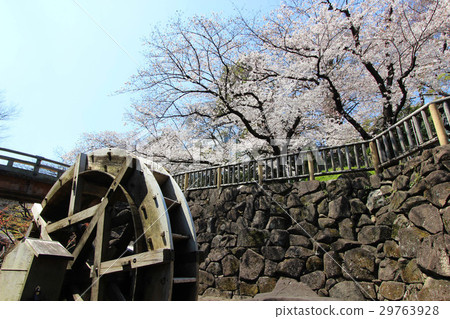 無聲水上公園的櫻花 29763928