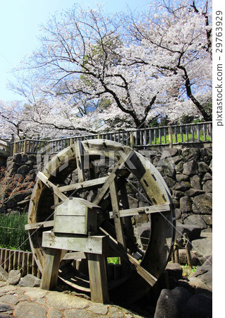 無聲水上公園的櫻花 29763929