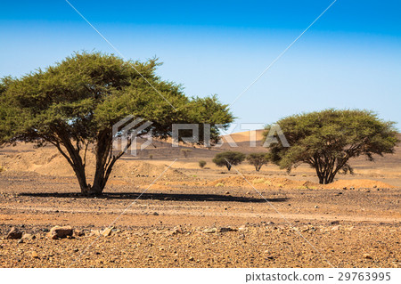 Lonely tree in desert Morocco 29763995