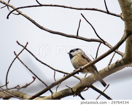 Mclean black-capped chickadee on a branch 2017 29764534