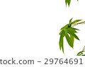 detail isolated leaves 29764691