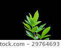 detail isolated leaves 29764693