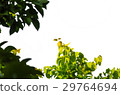detail isolated leaves 29764694