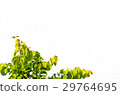 detail isolated leaves 29764695