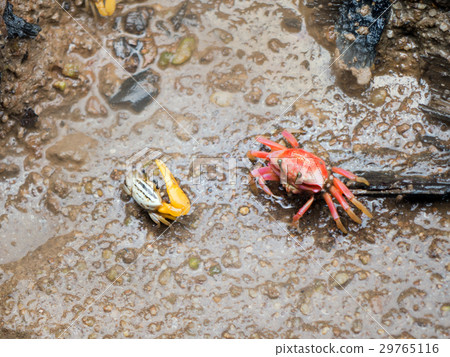 Two mangrove crab on sea water is looking at each Two mangrove crab on sea water is looking at each 29765116
