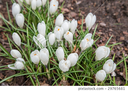View of magic blooming spring flowers crocus. View of magic blooming spring flowers crocus. 29765681