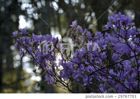 Mountain azaleas Mountain azaleas 29767701