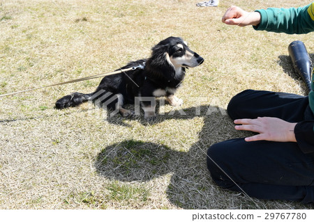 A boy who is disciplining a dog 29767780