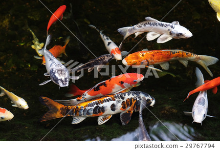 Colored carp koi 29767794