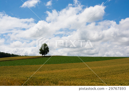 Birch tree standing on the hill 29767893