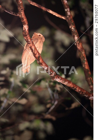 Yellowfin tuna 29768077