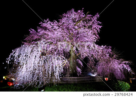 Maruyama Park Arida Sakura 2017 29768424