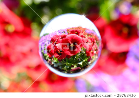 保持紅色三色堇被限制 保持紅色三色堇被限制 29768430