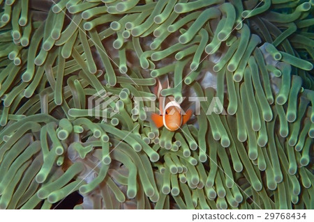 銀蓮花魚 29768434