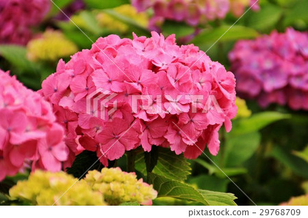Beautiful hydrangea Beautiful hydrangea 29768709