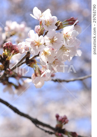 Yoshino cherry tree 29768790