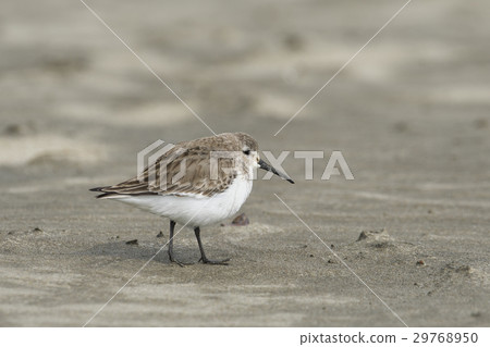 Hamasigi (Hama Ko) Hamasigi (Hama Ko) 29768950