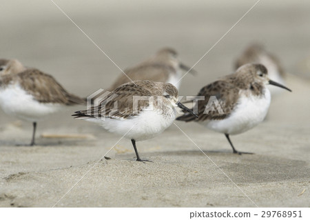 Hamasigi(Hama Ko) Hamasigi(Hama Ko) 29768951