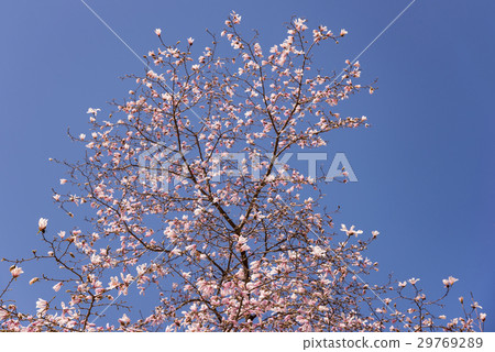 Kobushi tree of early spring Kobushi tree of early spring 29769289