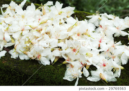 油桐花 29769363