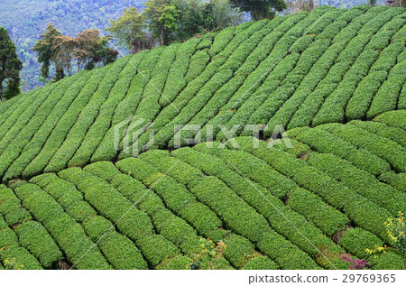 茶室 29769365