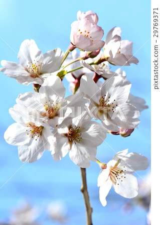 吉野櫻花樹在Chiga縣鹿兒島Tiga公園 吉野櫻花樹在Chiga縣鹿兒島Tiga公園 29769371