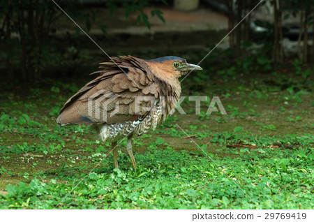 黑冠麻鷺 29769419