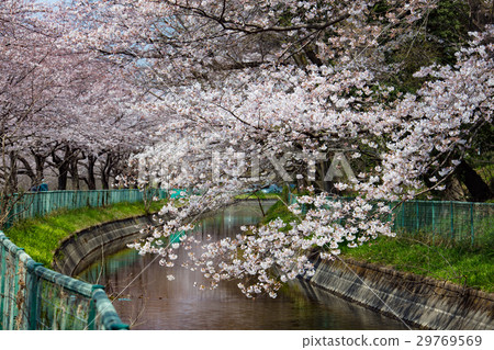 Cherry blossoms of Mizunumi water Cherry blossoms of Mizunumi water 29769569