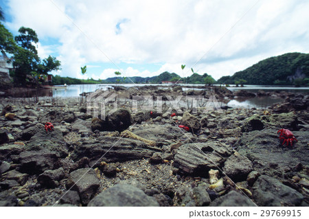 Creek crab Creek crab 29769915