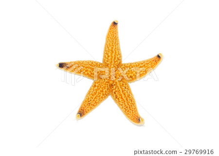 海星 29769916