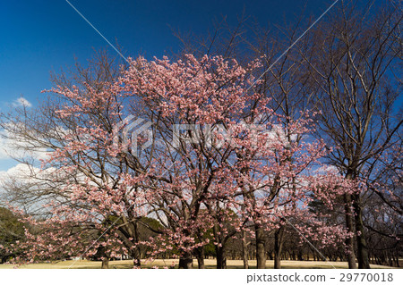 藍天和冷的櫻桃樹 29770018