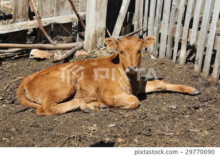 Calf basking in the sun 19646 29770090
