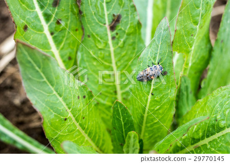 瓢蟲幼蟲 29770145